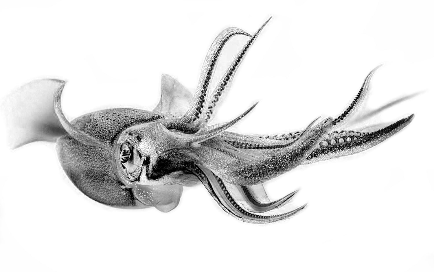 Squid Fishing