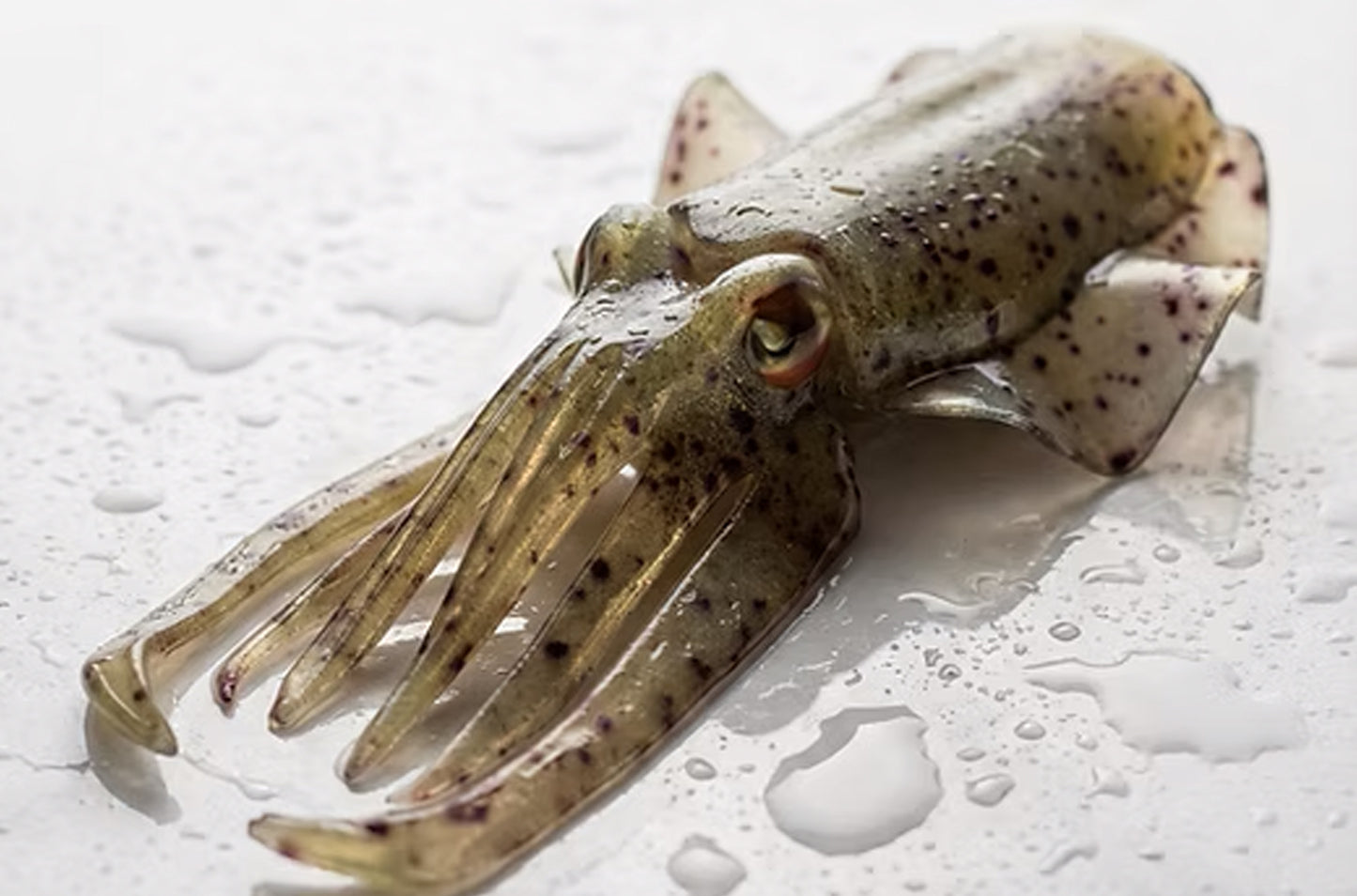 Silikon-Köder XIBIA MonsterFishing handgemachter Tintenfisch-Silikonköder zum Tiefseefischen