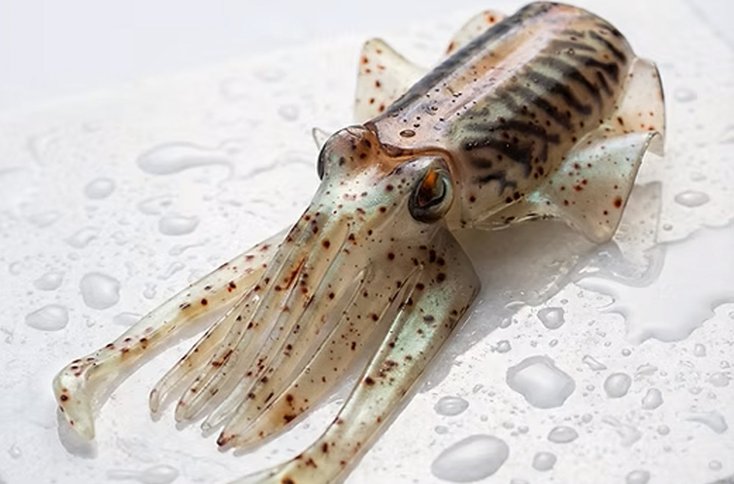 Silikon-Köder XIBIA MonsterFishing handgemachter Tintenfisch-Silikonköder zum Tiefseefischen